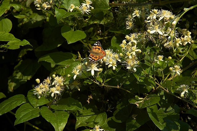 Clematis vitalba